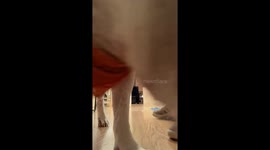 Blind and Deaf Dog Knows His Collar Means It's Time For a Walk