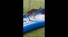 Deer Urinates on Slip-and-Slide