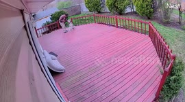 Dog Confronted By Three Angry Cats