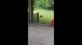 Vultures Play With Kids Toys in Back Yard