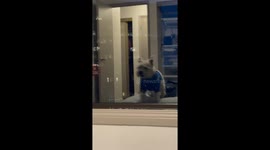 Dog Barks At Reflection In Window
