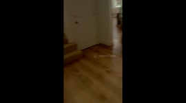 Dog requires 'Belly Rub Tax' ranking over 3 million views on TikTok