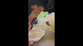 Dog's Strange Eating Habit