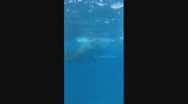 Swimming with a Giant: Incredible Close Encounter with a Whale Shark in the Philippines!