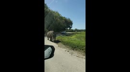 Watch as a rhino walks astonishingly close to the visitors' car