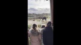 Adorable Moment: Little Girls Meet an Elephant Up Close in Safari Park