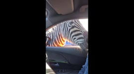 Bold Zebra Steals the Spotlight: Feeds Right from Your Car at West Midlands Safari Park