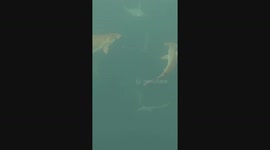 Snorkel with Hammerhead Sharks: Thrilling Adventure at Kicker Rock, Galapagos