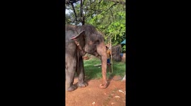 Intelligent domestic elephant, drinking water, using by the pipe