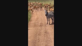 Roadblock! Bambis and Zebra Take Over Serengeti Safari Adventure!