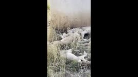 Lion Naptime! Captivating Wildlife Moment in Nairobi Safari.