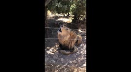 Close Encounter: Roaring Lion's Powerful Performance on Safari!