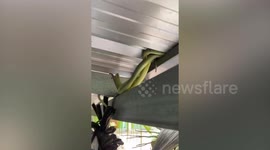Three snakes coil around each other in mating ritual