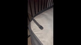 Massive ant nest filled with eggs invades spa overnight in Australia
