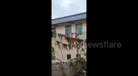 Piglet survives flash floods by clinging to air conditioner unit in southern China