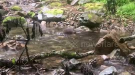 Otter so busy catching fish they fail to notice hidden camera