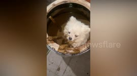 Woman finds missing pet dog in barrel of soya after it fell in