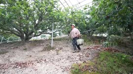China: Chinese waxberries delivered to more countries