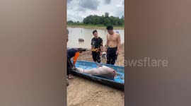 Fisherman poses with 200kg Mekong giant catfish caught in Thailand