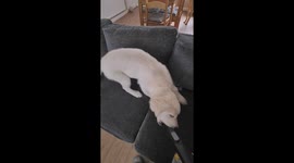 One dog loves the vacuum, the other is terrified