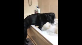 Dog enjoys bubble bath fun in Edinburgh