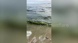 Sea turns green amid algal bloom on beach in Thailand