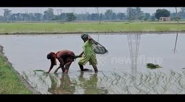 KAITHAL DHAN KA KATORA , DHAN KI ROPAI JORO PAR