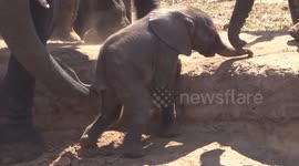 Mother elephant lends her struggling baby a helping trunk to climb up steep riverbank