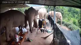 Six elephants intrude into villager's home for food in China