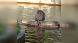 USA: Mai, Baby Japanese Macaque, Cuddles Close on Mom Rikka's Belly