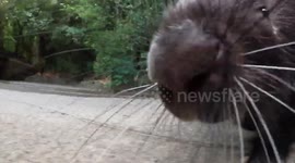USA: Oregon Zoo's Nolina the African Cape Porcupine Celebrates 20th Birthday with Morning Walks and Treats