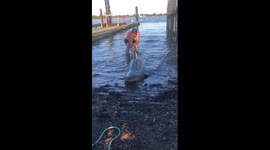 Man swims with shark, holds on for wild ride