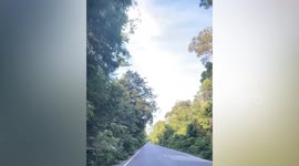 Wild elephant stops pickup truck to check for food