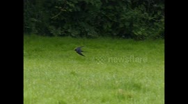 Swallow filmed in slow motion trying to catch a bug