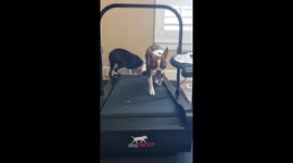 Two Boston Terriers on a Treadmill
