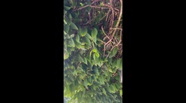 Colony of Bats Found Hiding in Tree