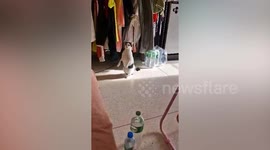 This pet cat is super excited to see newborn baby