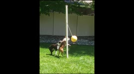 Boston Terrier Dogs Play Tetherball Together