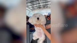 Pet dog's fur blows during speedboat ride