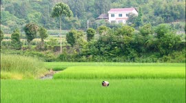 China: Crops on Rural Land in Yichang