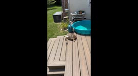 Tortoise Slides Down Stairs