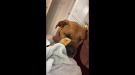 Dog and Bearded Dragon Are Besties