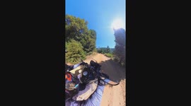 Bear Cub Crosses Biker's Path