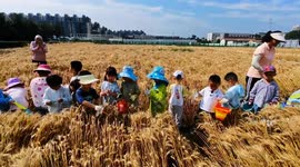 China: Kindergarten Children Cut Wheat in Beijing