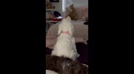 Blind and Deaf Dog Recognizes Owner By Smell