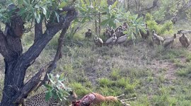 Cheetah Feeding on Pregnant Impala