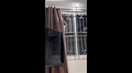 Pet raccoon climbs window to help put fresh curtains