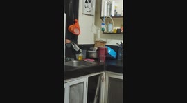 Huge rat scampers through family's kitchen