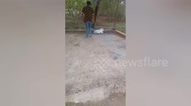 Social organisation saved a newborn calf met with an accident in Central India