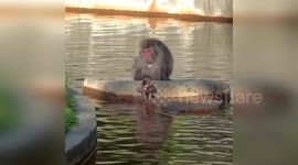 Baby Japanese macaque cuddles mother as she's unveiled in Milwaukee
